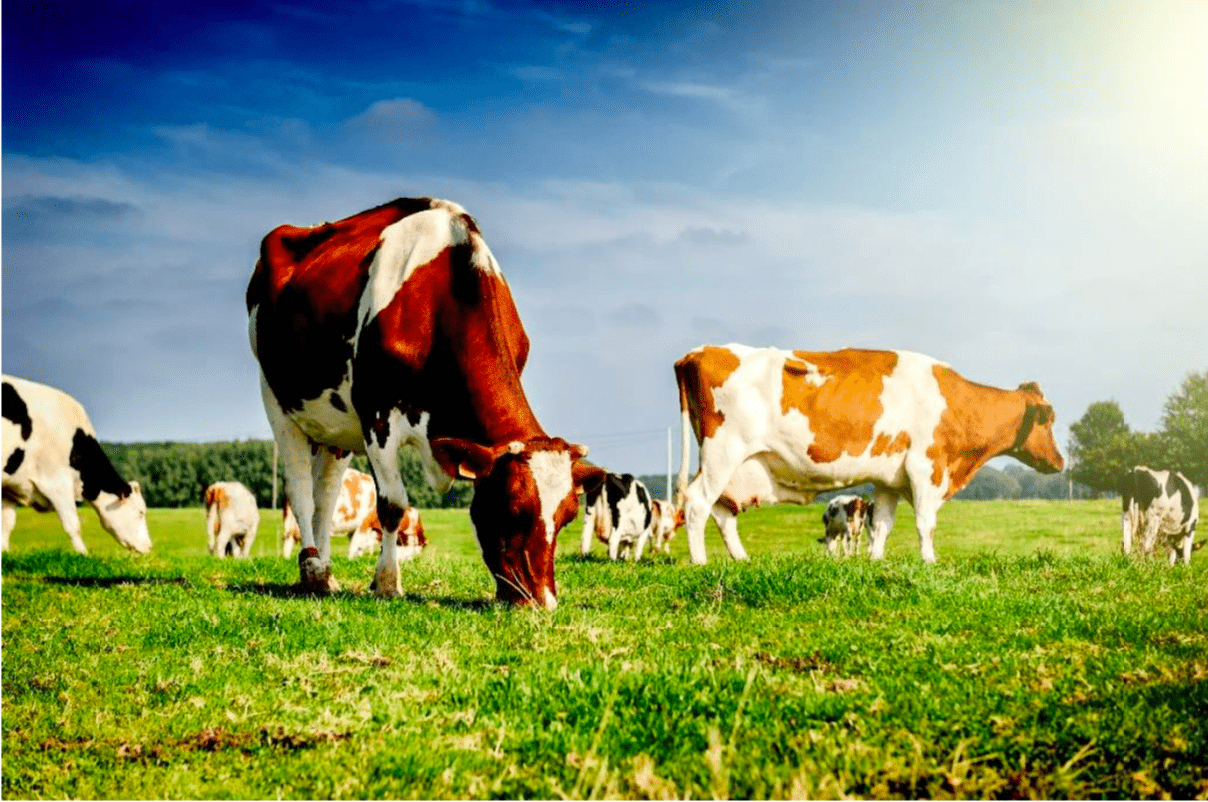 U.S. Dairy Industry 2019: Challenges and Opportunities