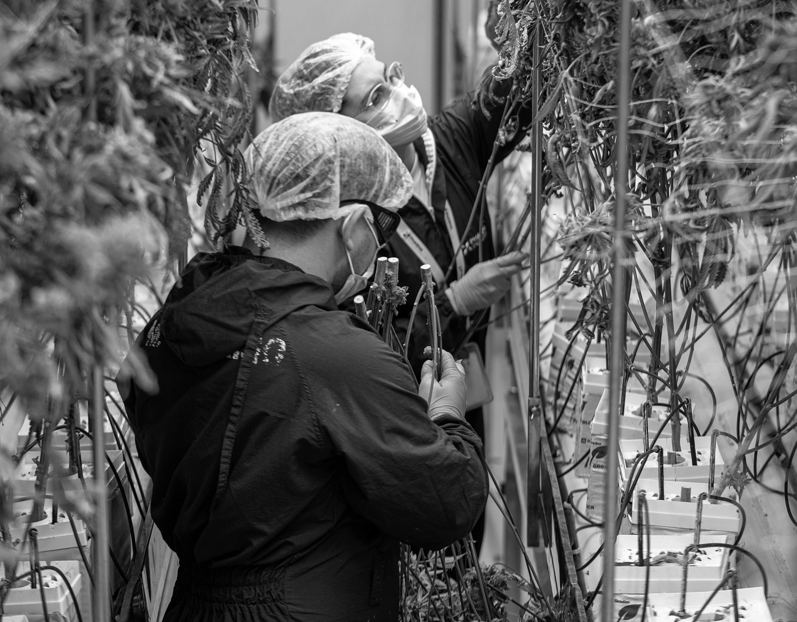 How a Global Cannabis Producer conquered pricing challenges with Vistaar